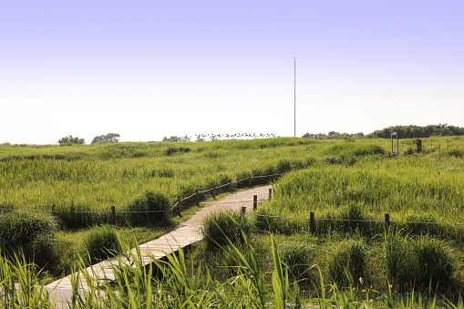 Landscape with flower hills and a clear sky