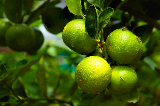 istock Water drops on lemonade in the morning garden. 1020033456
