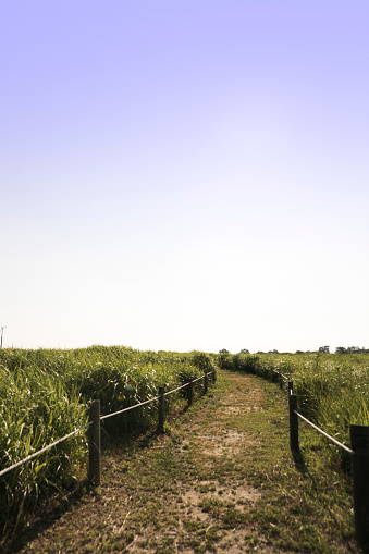 Landscape with flower hills and a clear sky