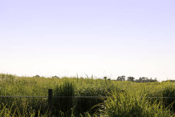 paysage avec des collines de fleur et un ciel clair - food and drink steak meat food photos et images de collection