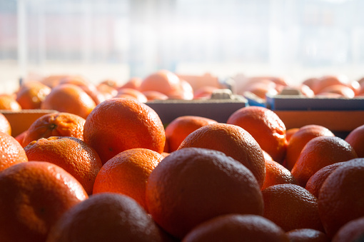Side view of a Group of Citrus Mandarine Tangerine Orange Naartjie Background backlit with copy space South Africa
