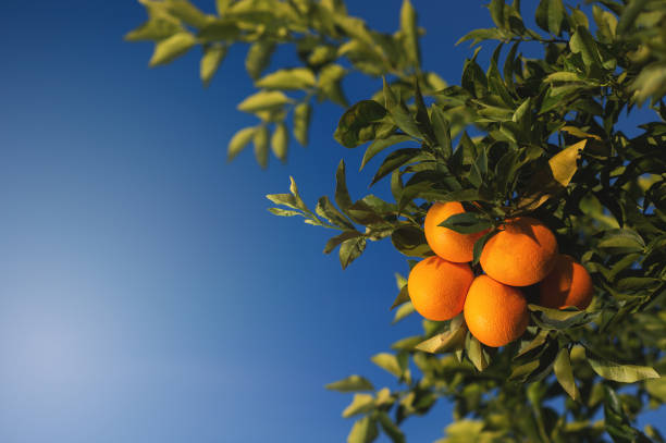 Close up oranges on tree branches in a orange fruit garden with blue sky background.