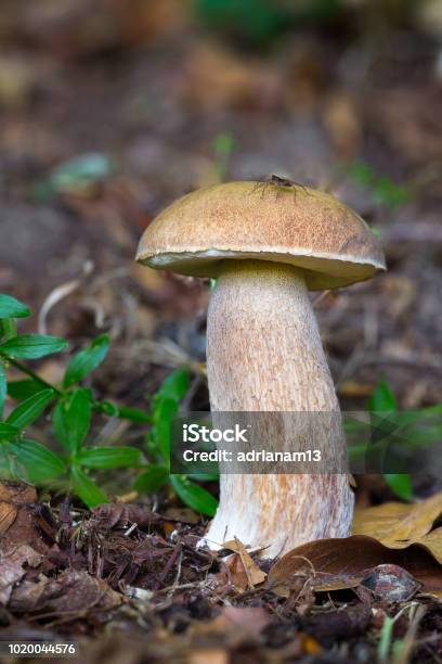 Boletus Reticulatus Edible Mushrooms Stock Photo - Download Image Now - Art, Autumn, Brown