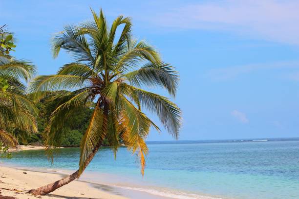 istock Tropical beach in Cahuita - Costa Rica 1020046172