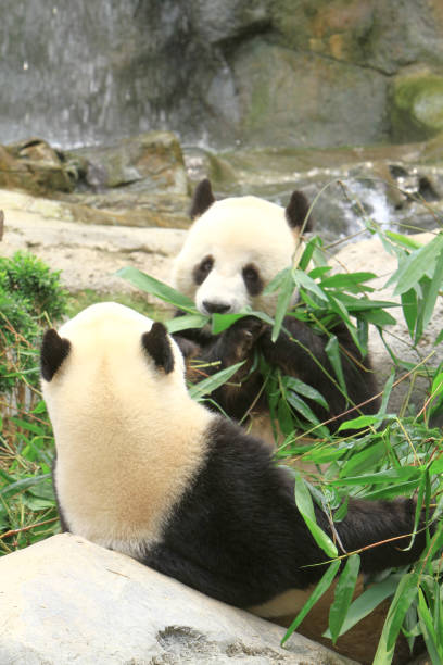 istock a giant panda bear at the ocean park 1020046656