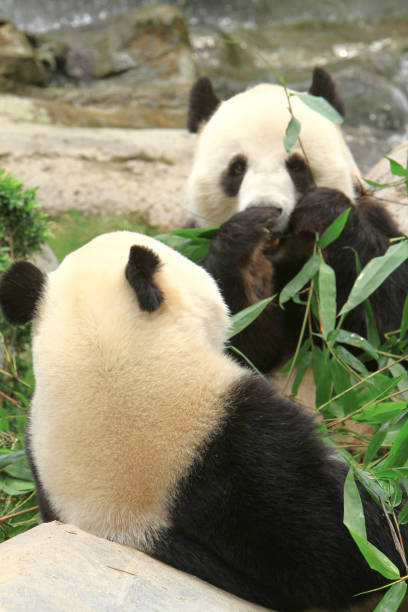 istock a giant panda bear at the ocean park 1020046756