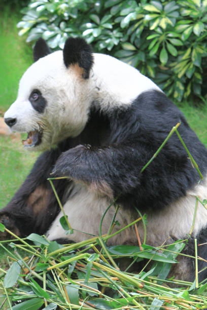 istock a panda bear at China hong kong 1020049136