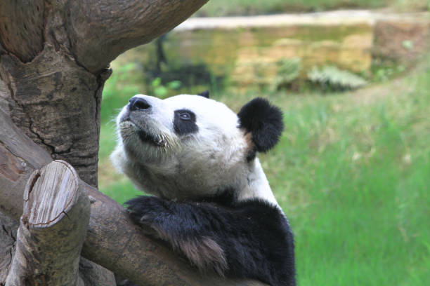 istock a giant panda bear at the ocean park 1020049168