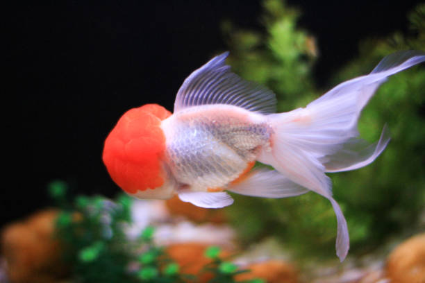 istock a Goldfish in aquarium with green plants 1020049484