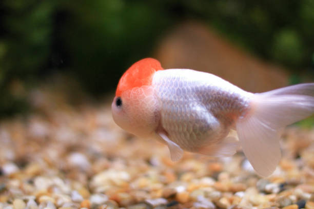 istock a Goldfish in aquarium with green plants 1020049566