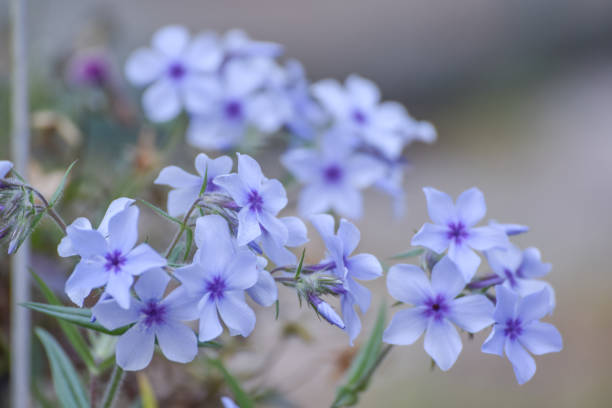 istock Blue Garden Phlox Flowers Plant 1020051544