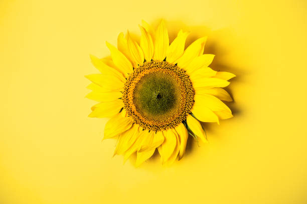 istock Beautiful sunflower on yellow background 1020052810