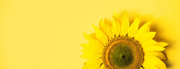 istock Beautiful sunflower on yellow background. Long banner format. 1020052822