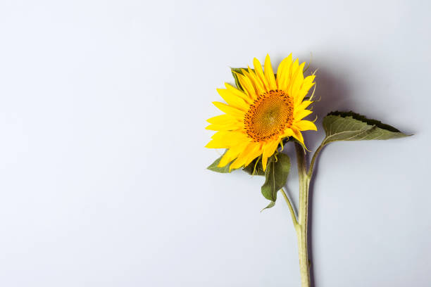 istock Autumn blue background with Blossoming Sunflower 1020053472