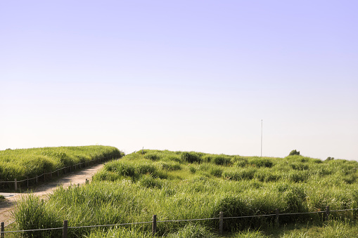 Landscape with flower hills and a clear sky