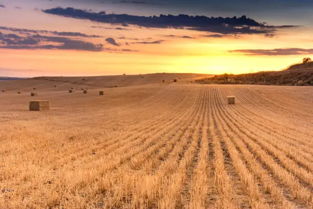 Photo of Dry straw bundles in a sunset