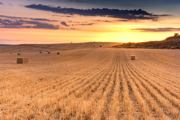 feixes de palha secas em um pôr do sol - dry country - fotografias e filmes do acervo