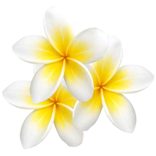 istock Tropical flower frangipani isolated on white background 1020058592