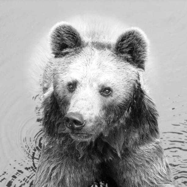 istock black and white Bear in the Water 1020063078