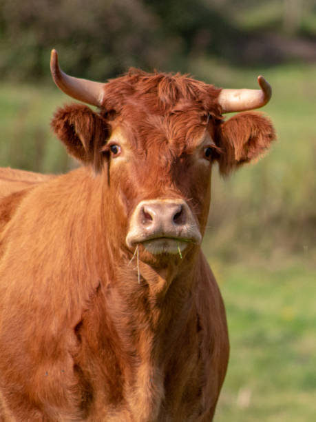 istock A Brown Bull in a Field - Portrait 1020063112