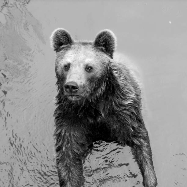 istock black and white Bear in the Water 1020063158