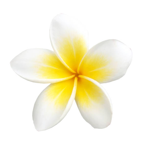 istock Tropical flower frangipani isolated on white background 1020063200