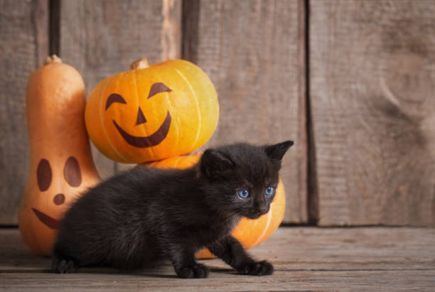 istock black little cat with halloween pumpkins 1020063324