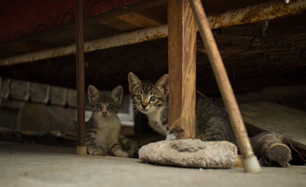 istock Homeless kittens from poor neighborhoods. 1020064410