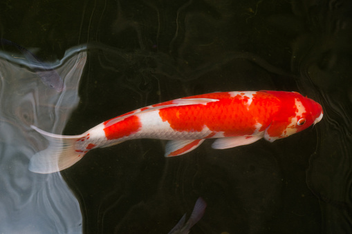fish or Japanese koi fish in the water pool