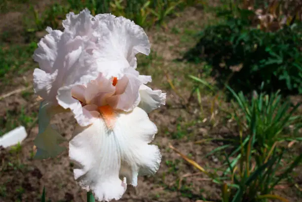 Photo of Iris germanica is the accepted name for a species of flowering plants in the family Iridaceae commonly known as the bearded iris or the German iris