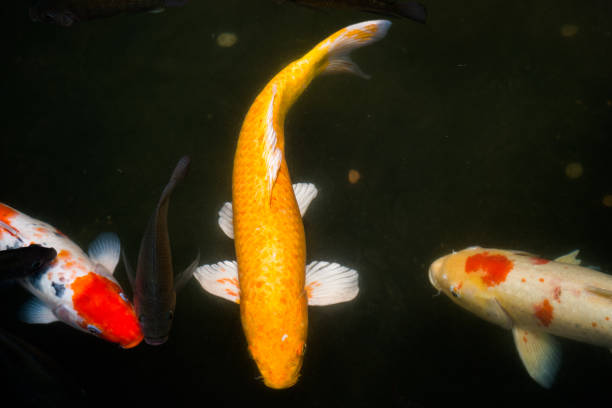 istock Japanese koi fish in the water pool 1020067596