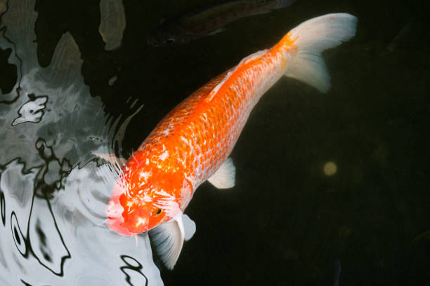 istock Japanese koi fish in the water pool 1020067820