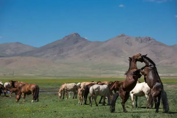 A herd of half wild horses graze in middle Mongolia.   Two large male stallions play fight in the foreground.