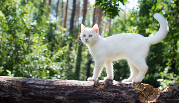 istock White cat for a walk in a beautiful summer forest. 1020071390