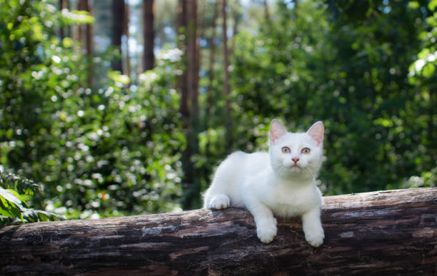 istock White cat for a walk in a beautiful summer forest. 1020071532