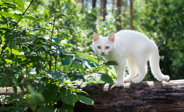 istock White cat for a walk in a beautiful summer forest. 1020071826