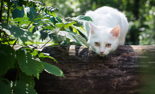 istock White cat for a walk in a beautiful summer forest. 1020071886