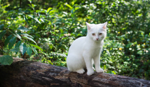 istock White cat for a walk in a beautiful summer forest. 1020071932
