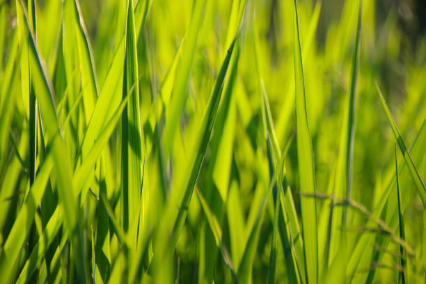 istock Fresh Green Grass in Summer Background 1020072202