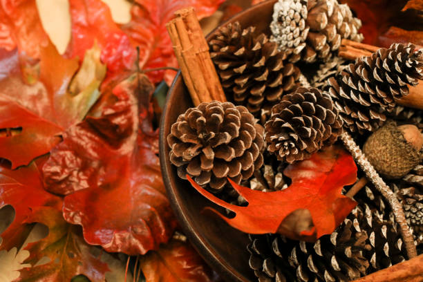 Autumn still life in orange and brown hues.  Group of objects includes: fall leaves and pine cones.