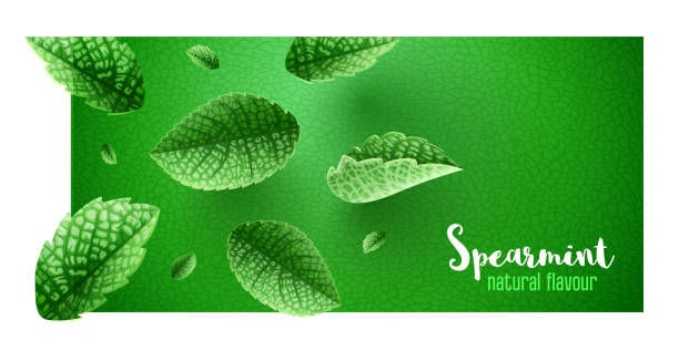 Fresh green mint leaves on banner design with copyspace Fresh green mint leaves on banner design with copyspace. Main natural organic ingredient for refreshing drinks like lemonade or mojito. Realistic falling leaves of spearmint. EPS10 vector spearmint stock illustrations