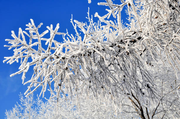 istock Beautiful landscape winter birch and pine forests.Trees in the snow 1020075772