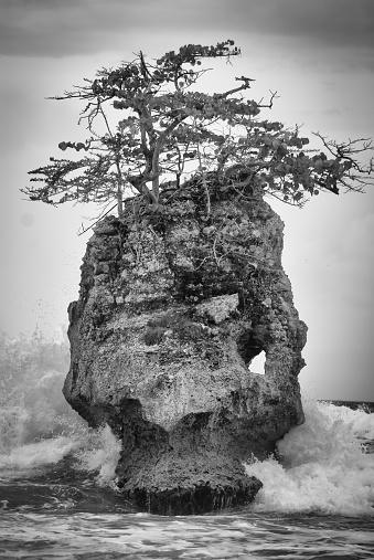 Black and white portrayal of waves crashing on a solo rock with a tree growing out the top at Punta de Manzanillo Beach in Limon, Costa Rica.