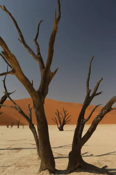 600-700 year old skeletons of dead trees in Dead Vlei, Sossusvlei, Namibia.