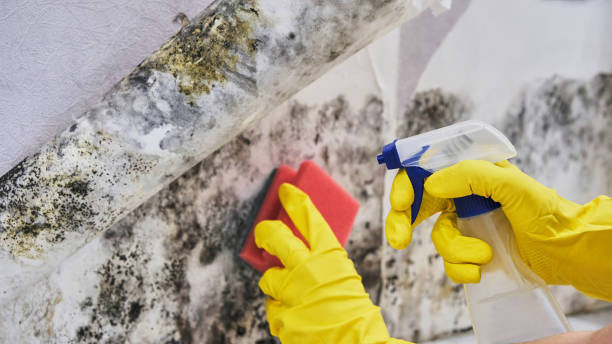 Housekeeper's Hand With Glove Cleaning Mold From Wall With Sponge And Spray Bottle stock photo