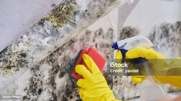 Housekeepers Hand With Glove Cleaning Mold From Wall With Sponge And Spray Bottle Stock Photo - Download Image Now