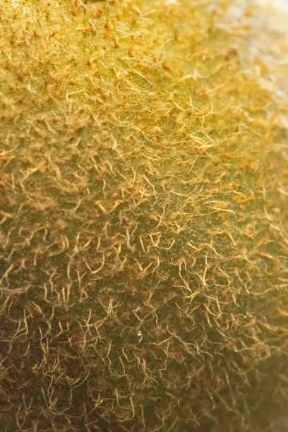 Closeup of outer part of Chilean Kiwi fruit showing macro detail of the hairs