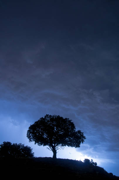 istock Night landscape, oak, stars, clouds, silhouette 1020082366