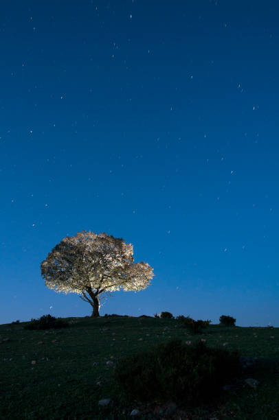 istock Night landscape, oak, stars, clouds, silhouette 1020082536