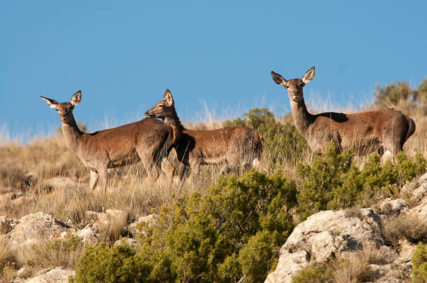 red deer, cervus elaphus, wild - red deer animal mammal wildlife imagens e fotografias de stock